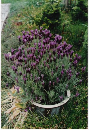 Lavandula stoechas Avonview